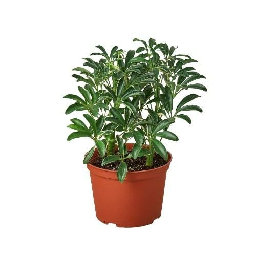 Schefflera Moonlight ‘Umbrella Plant’ – Elegant, Easy-Care Houseplant for Bright Spaces
