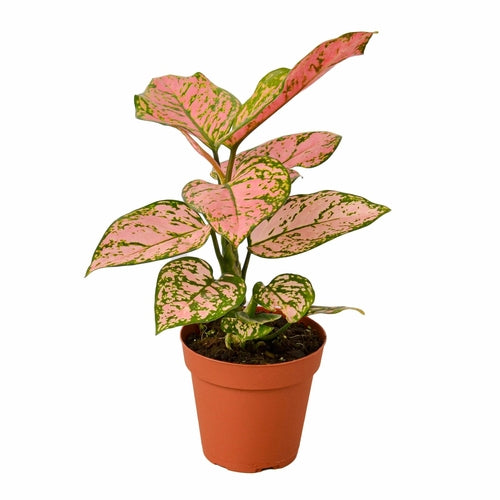 Chinese Evergreen 'Lady Valentine'