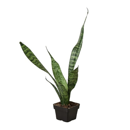 Snake Plant with Multiple Pot Sizes – Boost Indoor Oxygen & Purify Your Air 'Zeylanica'