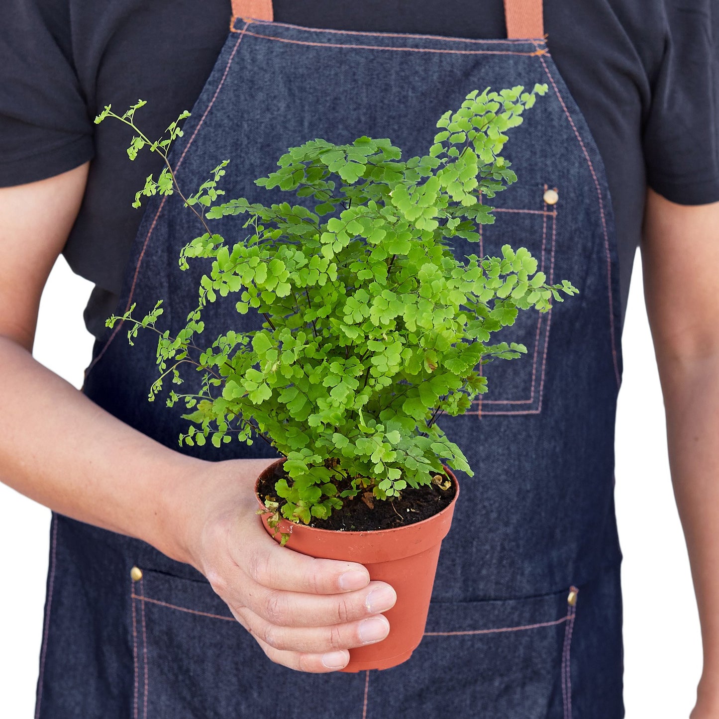 Maidenhair Fern Plant