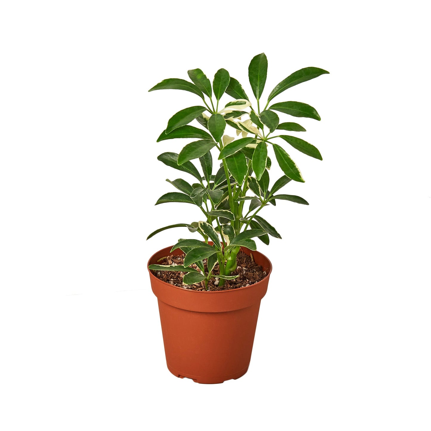 Schefflera Moonlight ‘Umbrella Plant’ – Elegant, Easy-Care Houseplant for Bright Spaces