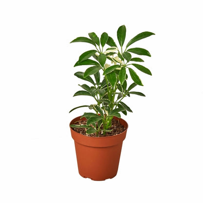 Schefflera Moonlight ‘Umbrella Plant’ – Elegant, Easy-Care Houseplant for Bright Spaces