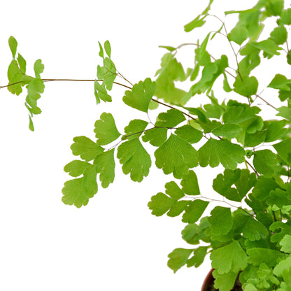 Maidenhair Fern Plant