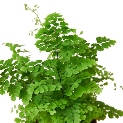 Maidenhair Fern Plant