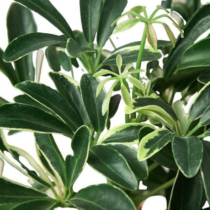 Schefflera Moonlight ‘Umbrella Plant’ – Elegant, Easy-Care Houseplant for Bright Spaces