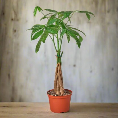 Money Tree ‘Guiana Chestnut’ Pachira Braid – Low-Maintenance Indoor Plant for Positive Energy