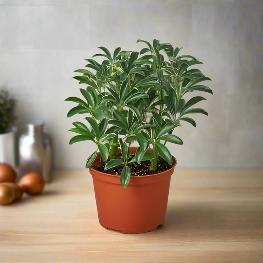 Schefflera Moonlight ‘Umbrella Plant’ – Elegant, Easy-Care Houseplant for Bright Spaces