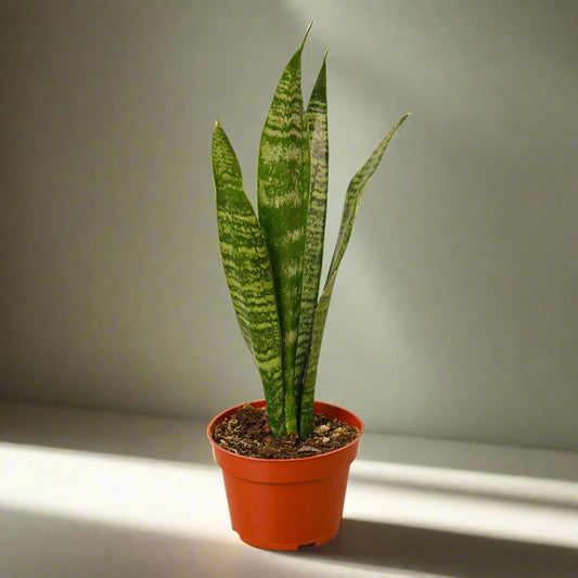 Bring oxygen into the air with the snake plant