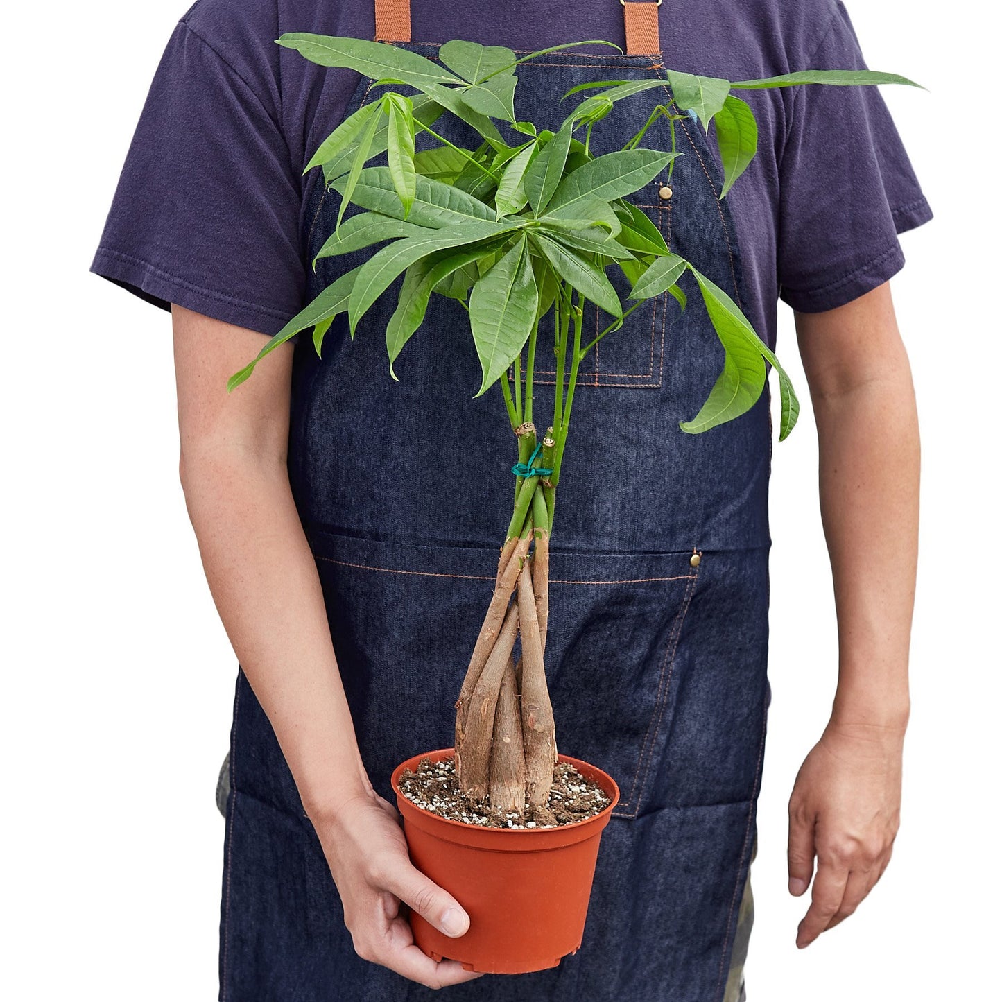 Money Tree ‘Guiana Chestnut’ Pachira Braid – Low-Maintenance Indoor Plant for Positive Energy