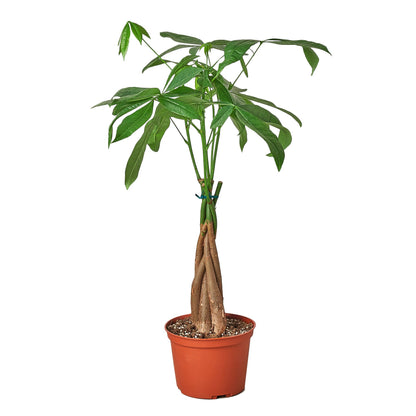 Money Tree ‘Guiana Chestnut’ Pachira Braid – Low-Maintenance Indoor Plant for Positive Energy