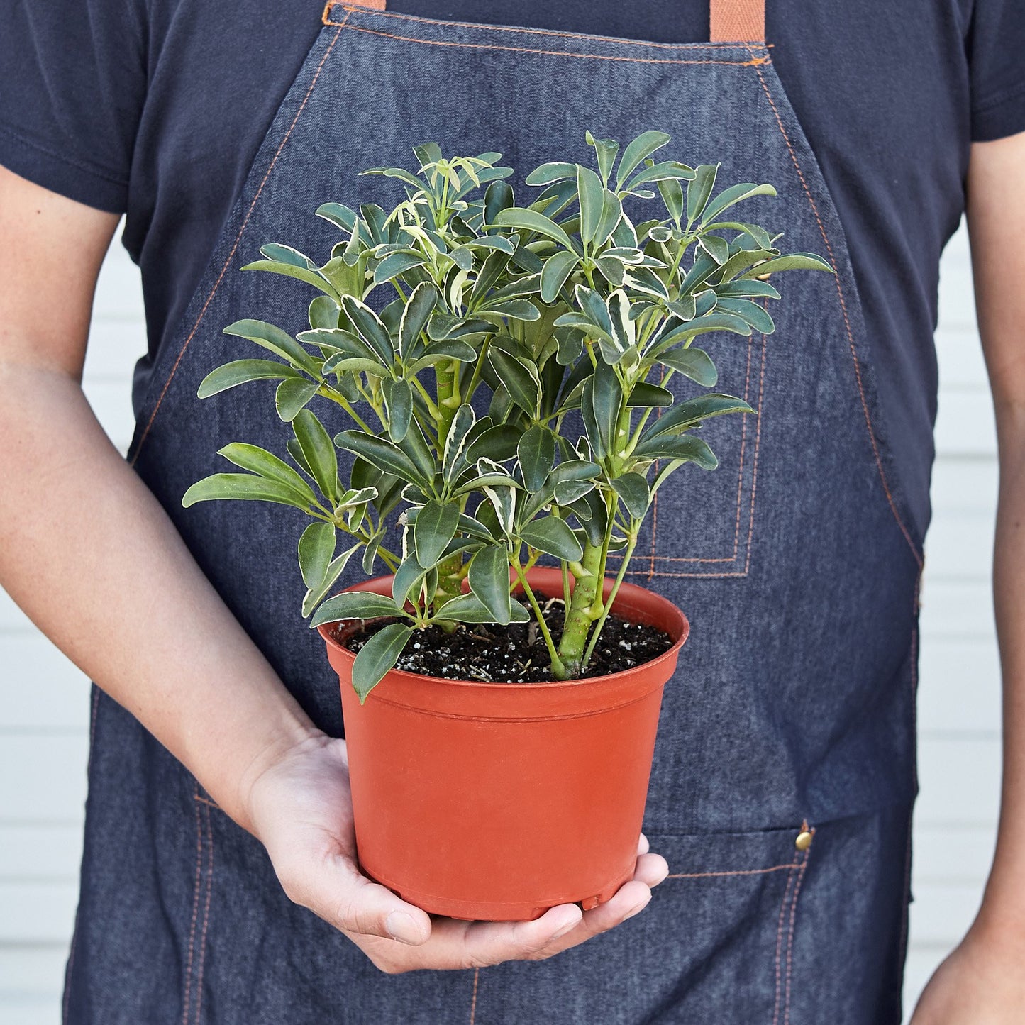 Schefflera Moonlight ‘Umbrella Plant’ – Elegant, Easy-Care Houseplant for Bright Spaces