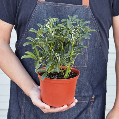Schefflera Moonlight ‘Umbrella Plant’ – Elegant, Easy-Care Houseplant for Bright Spaces