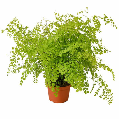 Maidenhair Fern Plant