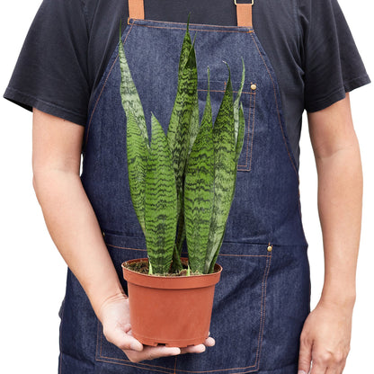 Snake Plant with Multiple Pot Sizes – Boost Indoor Oxygen & Purify Your Air 'Zeylanica'