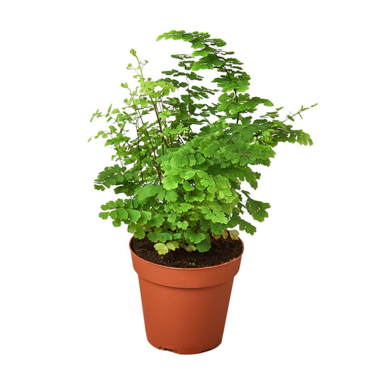 Maidenhair Fern Plant